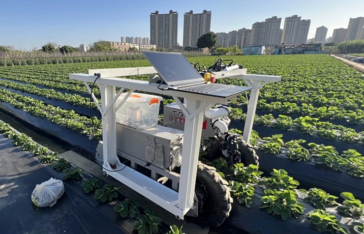 Yapay Zeka ile çalışan çilek tarlasında hasat yapan bir robot. Arka planda sıralı çilek bitkileri görülüyor.
