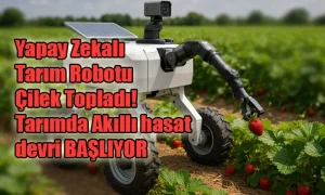 Yapay Zekalı Tarım Robotu, güneş enerjisiyle çalışan mobil yapısıyla çilek tarlasında hasat yapıyor. Mekanik kolu olgun çilekleri topluyor. Arka planda sıralı çilek bitkileri görülüyor.